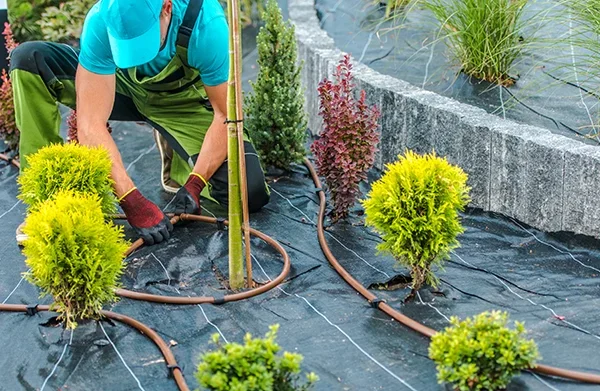 landscaping-contractor-building-drip-irrigation-sy-2023-11-27-04-57-02-utc copy